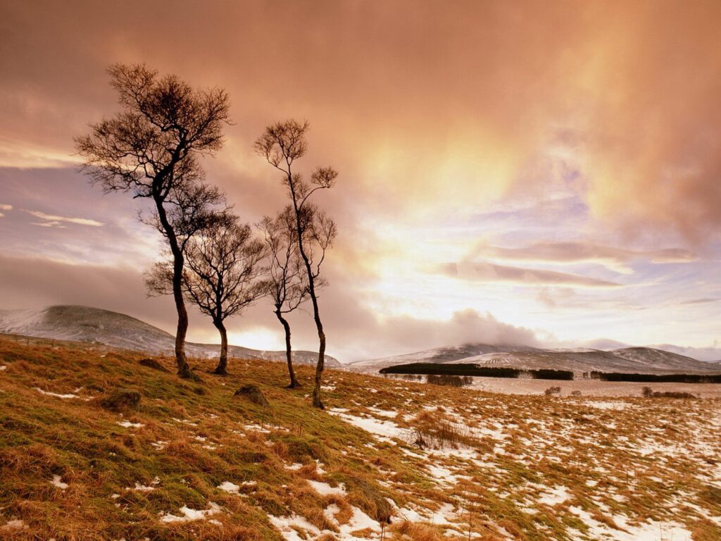 Peaceful hillside with snow patches green grass slender trees under warm golden light sky clouds Wallpaper