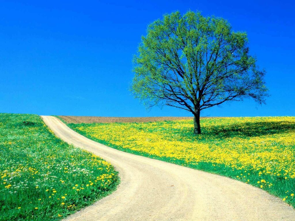 Vibrant yellow dandelion field with green tree and winding dirt road under clear blue sky spring Wallpaper