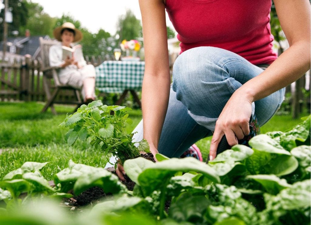 Woman planting herbs in lush garden with blurred reader at checkered table spring wallpaper background