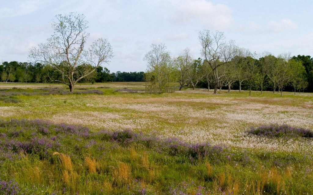 Peaceful spring meadow wallpaper with wildflowers tall grasses sparse trees and cloudy sky