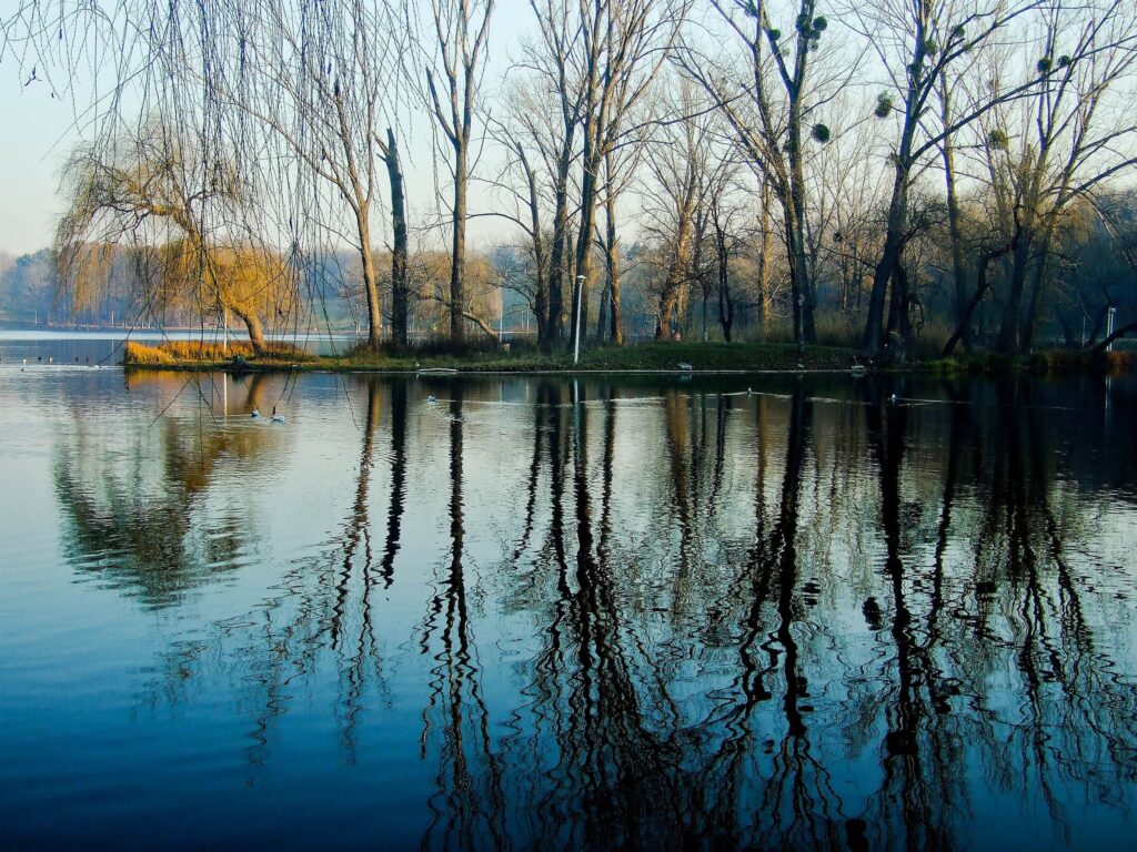 Peaceful spring park with tall leafless trees reflecting on calm lake in morning light wallpaper