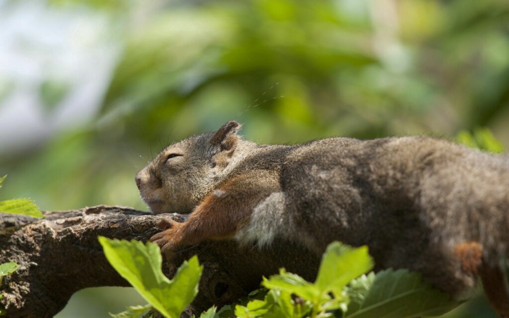 Tranquil Squirrel Sleeping on Tree Branch - Serene Background Wallpaper