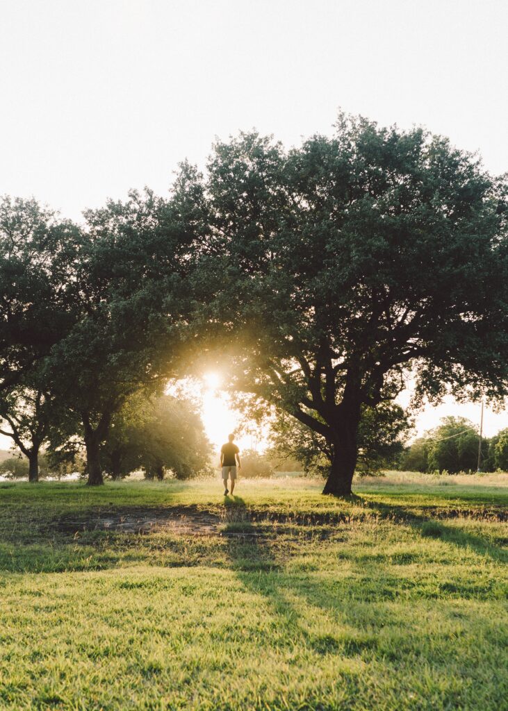 Man walking under green trees with golden sunlight on lush grass peaceful summer outdoor scene Wallpaper