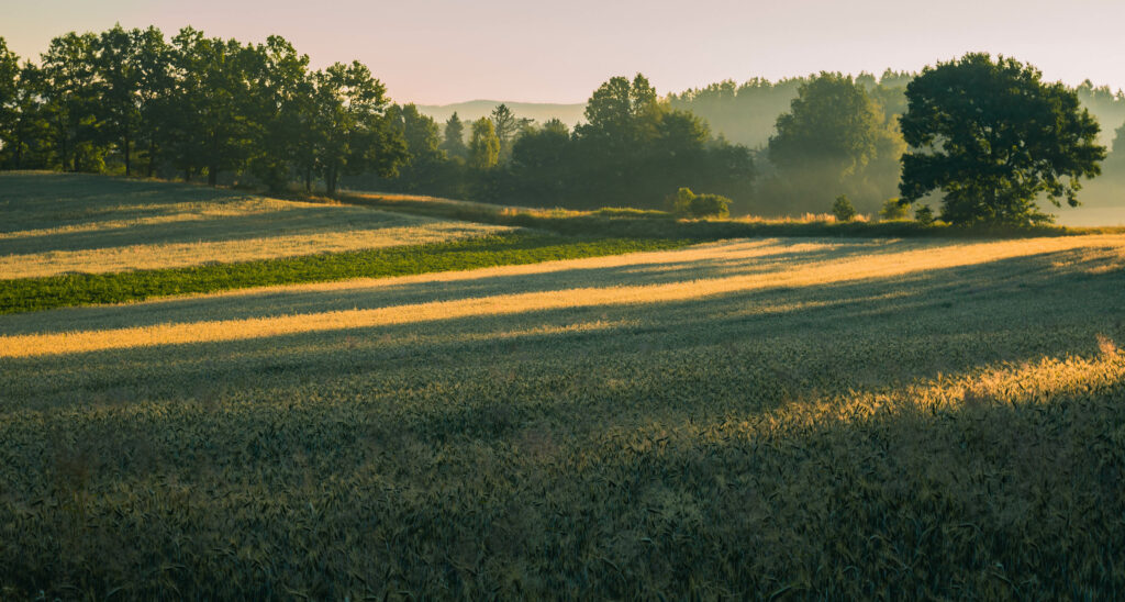 Peaceful field of tall grass with soft sunlight and long tree shadows for calming wallpaper background