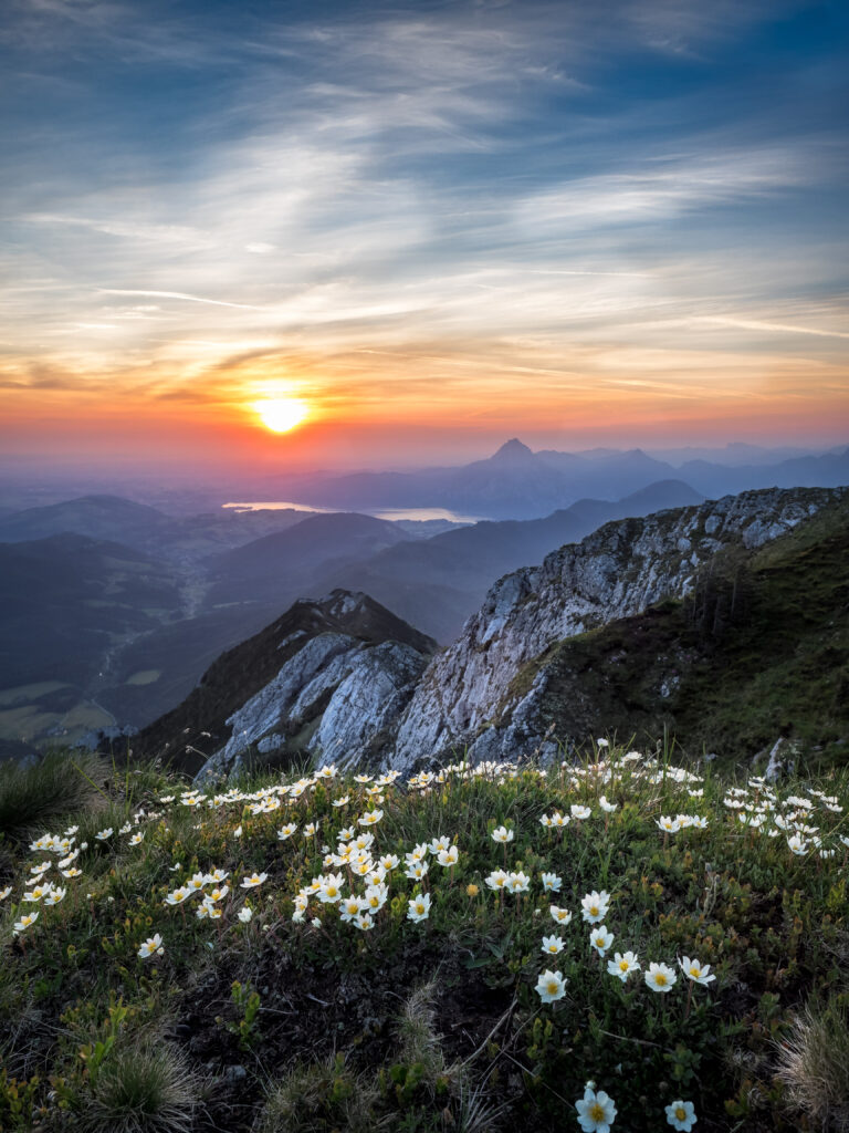 Peaceful sunrise over rugged mountains with white flowers and warm golden sunlight wallpaper background