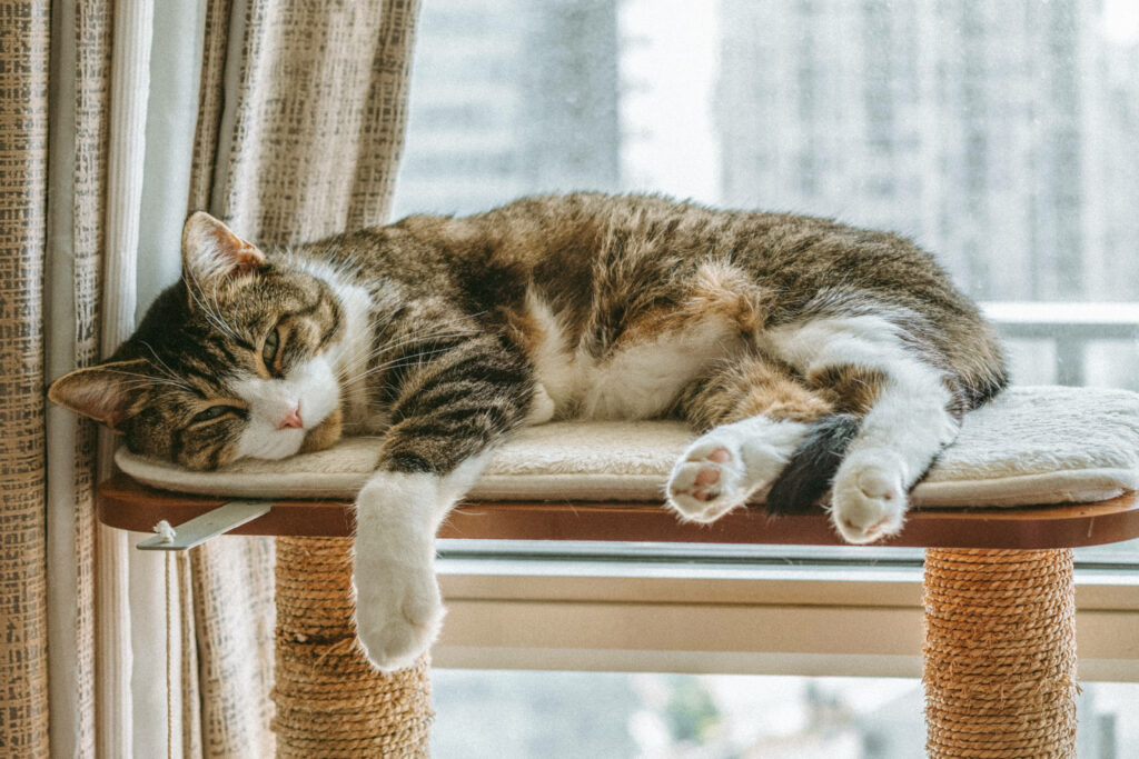 Tabby cat peacefully napping on cozy window perch with blurred city buildings background wallpaper