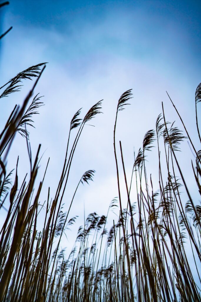 Tall reeds swaying gently under a clear blue sky peaceful nature minimalist wallpaper background