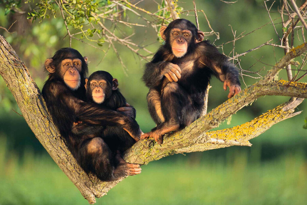 Three chimpanzees on branch in lush green jungle sunlight showing calm natural habitat peace Wallpaper