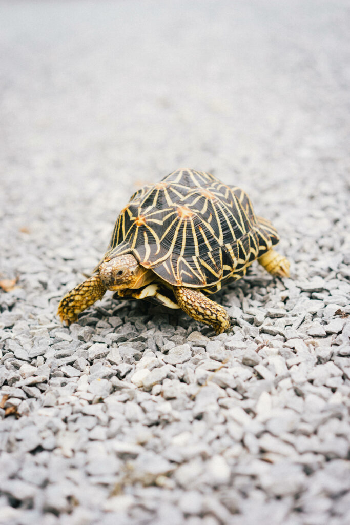 Peaceful Tortoise Crossing Stony Path with Patterned Shell Wallpaper