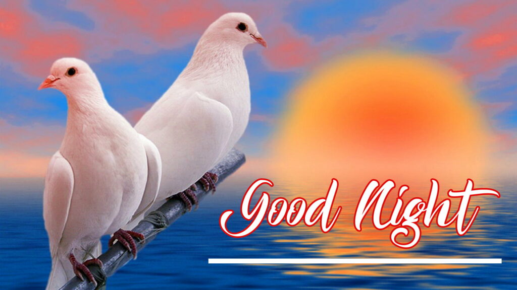 Dual Dreamers: A Serene Night with Two Snowy Doves in High-Definition Wallpaper