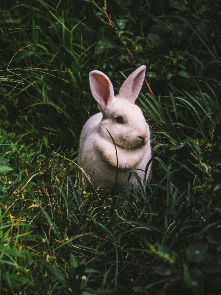 Fluffy white rabbit resting in lush green grass soft natural light calming wallpaper background