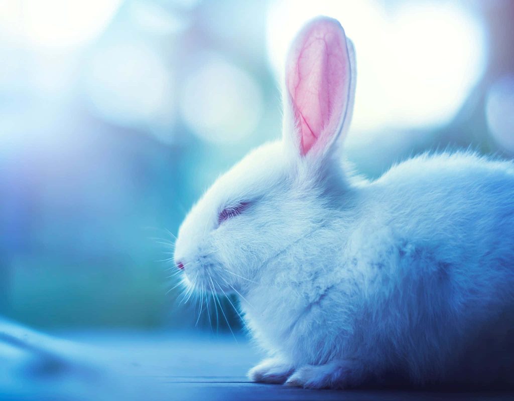 Cute white rabbit resting peacefully on soft blue background calming nature wallpaper