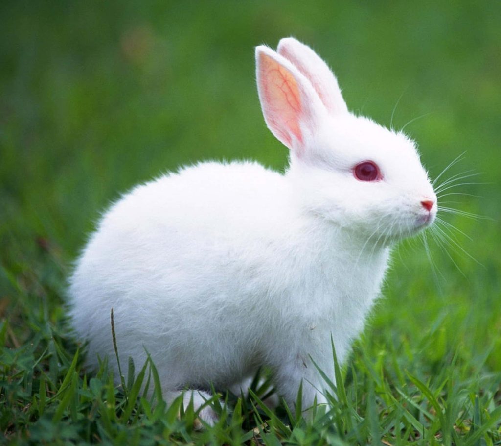 Fluffy white rabbit with red eyes resting in green meadow realistic nature wallpaper background