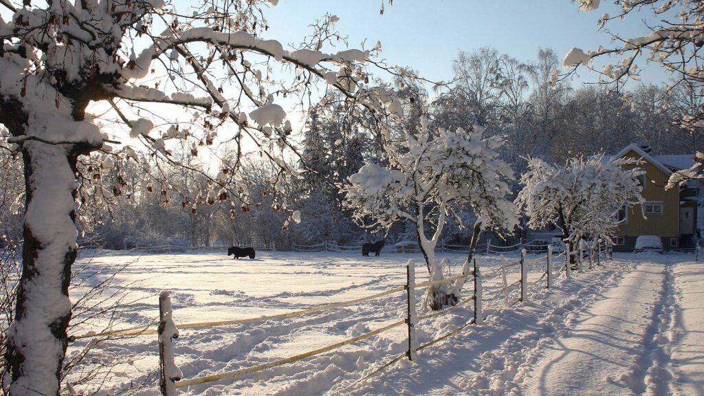 Winter wallpaper with horses grazing by rustic shelter snow-covered trees wooden fence peaceful scene