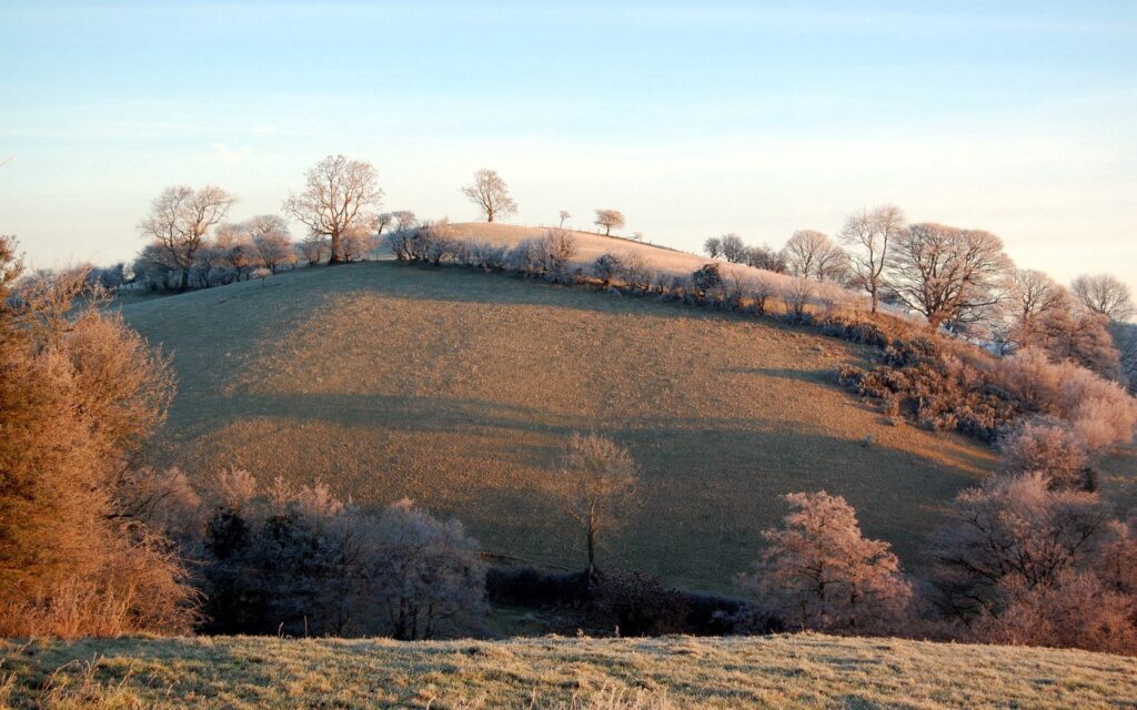 Frost-covered trees on a gentle hill under clear sky with soft morning light winter landscape wallpaper