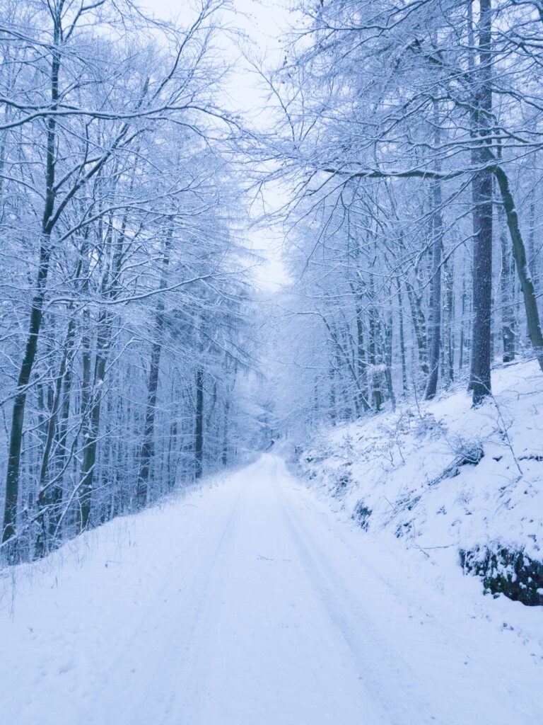 Serene winter park path with snow-covered trees and soft blue white frosty landscape wallpaper