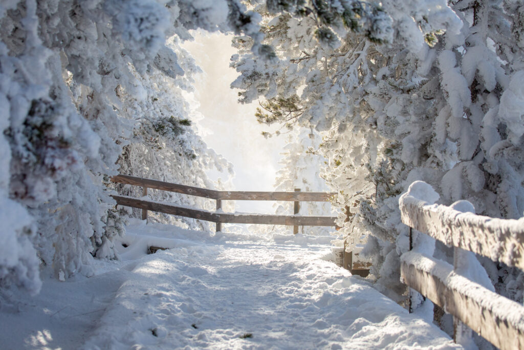 Serene winter path with snow-covered trees wooden fence and soft sunlight in tranquil nature Wallpaper