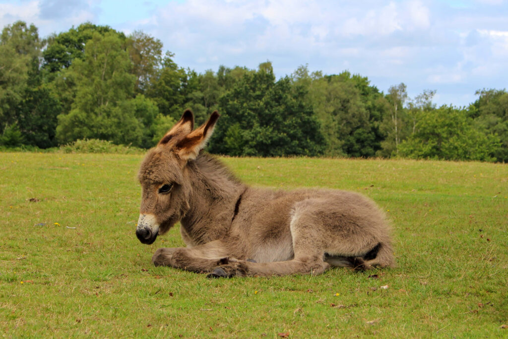 Young donkey resting on green grassy field with lush trees under partly cloudy blue sky Wallpaper