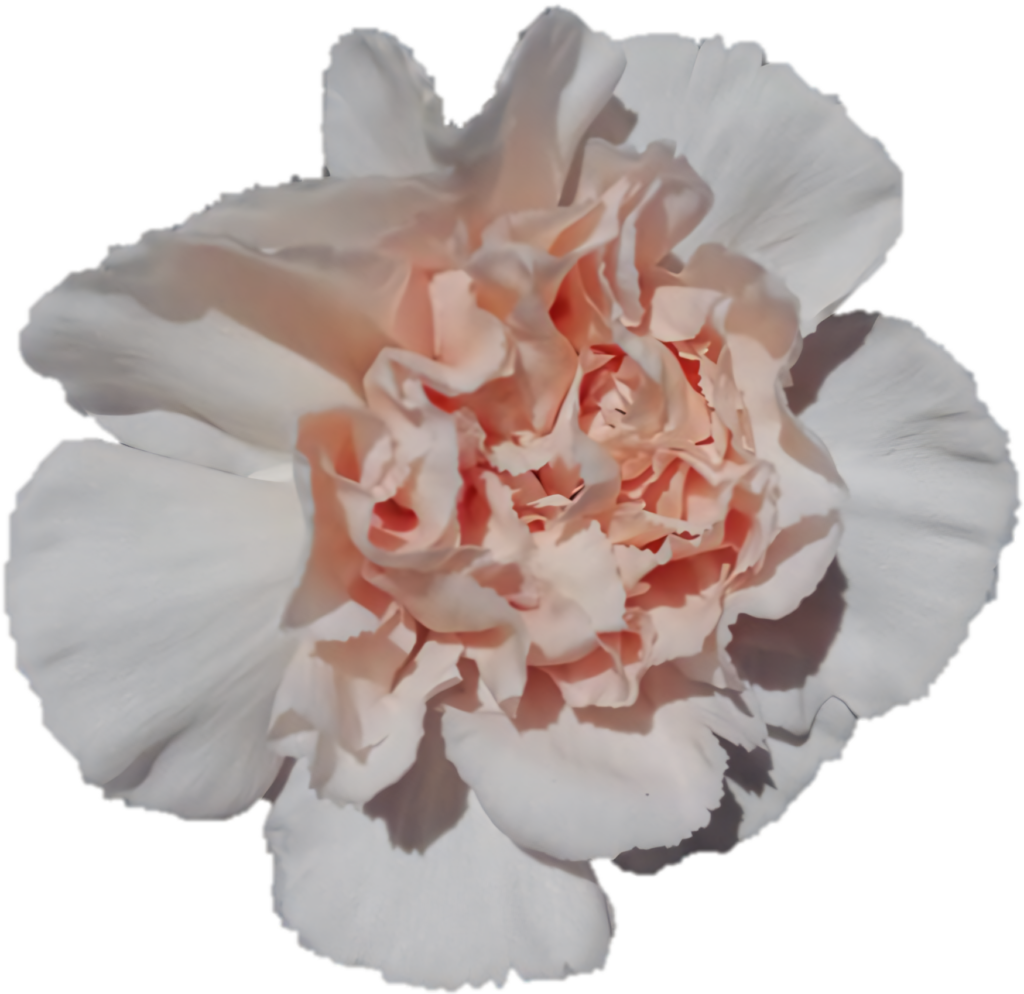 Peach Carnation Blossom Wallpaper on Transparent Background