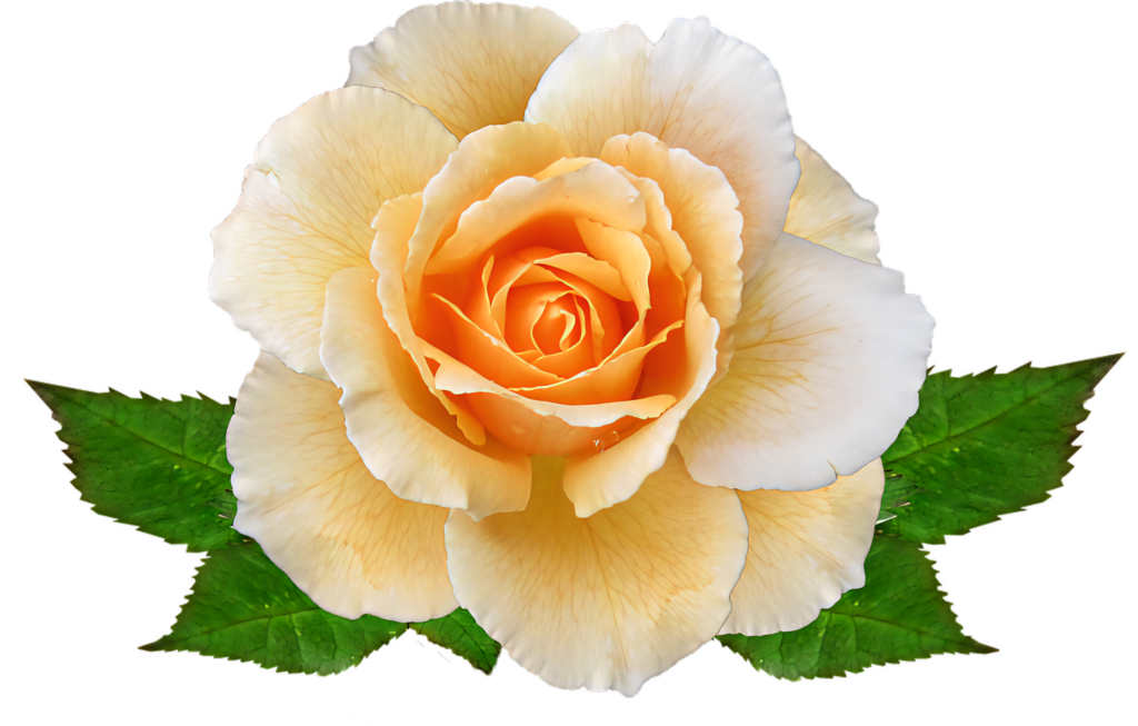 Peach Rose with Soft Petals on Transparent Background – Versatile Design Wallpaper