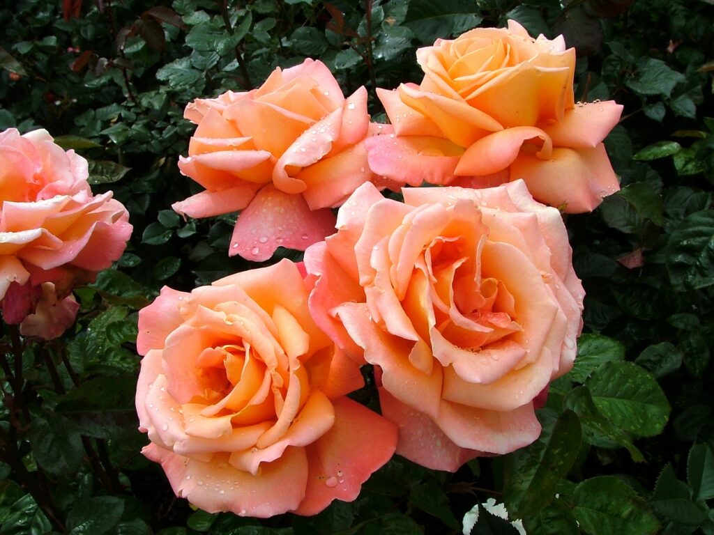 Peach Roses with Water Drops on Lush Green Background Wallpaper