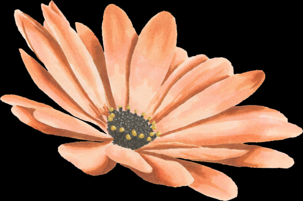 Peach Daisy Wallpaper: Delicate Floral Illustration on Transparent Background