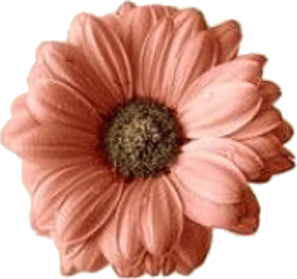 Stunning Peach Gerbera Daisy on Transparent Background Wallpaper
