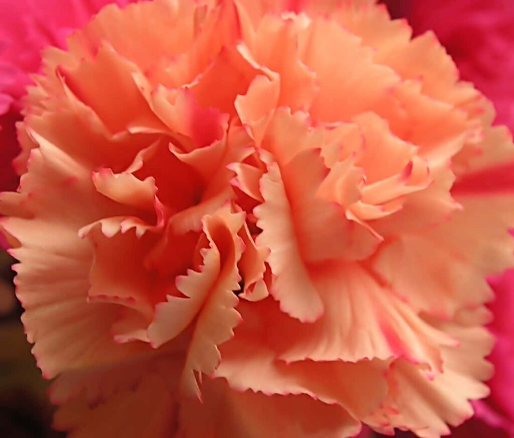 Vibrant Peach-Orange Carnation Close-Up | Ruffled Petals Wallpaper