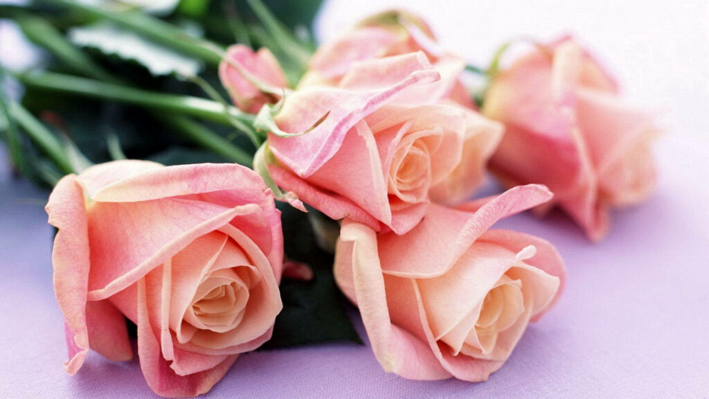 Peach Splendor: Captivating Wallpaper Showcasing Rare Roses and Lush Green Stems