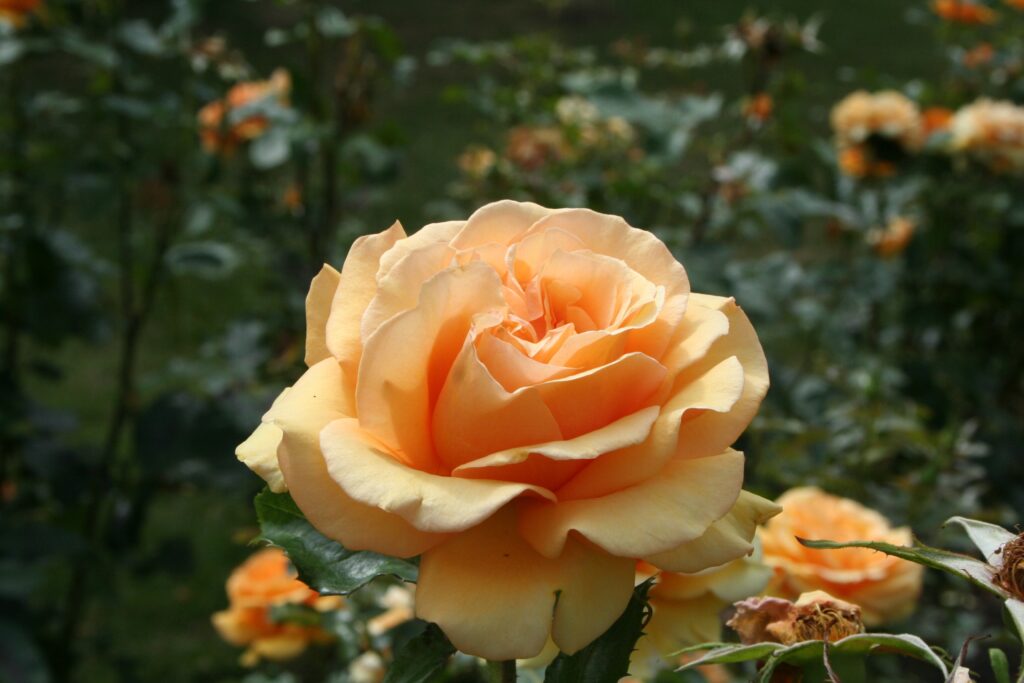 Beautiful Peach Rose in Bloom with Serene Green Background Wallpaper