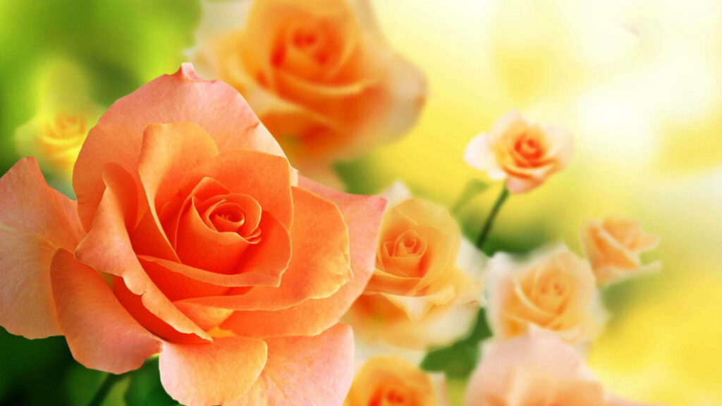 Elegant Peach Roses Wallpaper: Serene Floral Background in Bloom