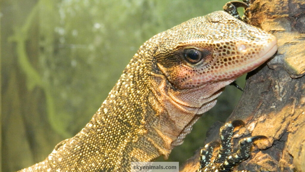 Peach-Throated Monitor Lizard on Textured Log - Nature Wallpaper