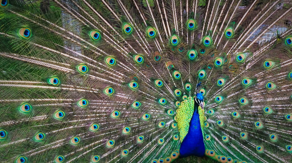 Dazzling Daylight Display: Majestic Peacock Unveiling Vibrant Feather Fan in Exquisite HD Wallpaper Image