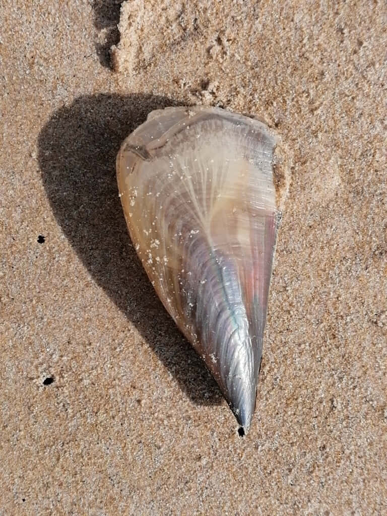 Pearlescent pen shell on sandy beach with sunlight highlighting smooth shell surface wallpaper