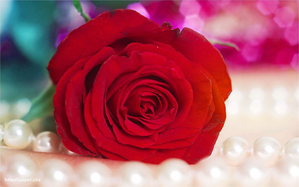 Elegant red rose with white pearls on vibrant colorful bokeh background desktop wallpaper