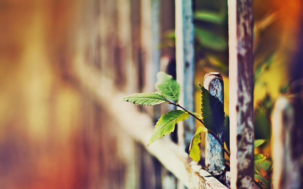 Peeking Through the Fence: Stunning DSLR Blur Photography of a Vibrant Plant Wallpaper