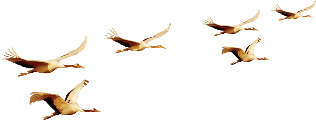 Pelicans Soaring in V Formation - Stunning Synchronized Flight Wallpaper