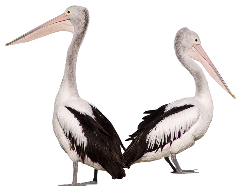 Elegant Pelicans with Distinctive Beaks on Transparent Background Wallpaper