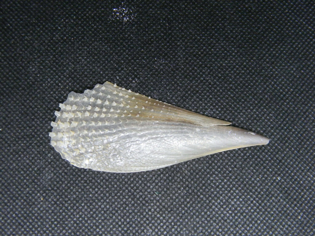 Close-up of a Pen Shell seashell showing unique ridges and natural sheen on dark background Wallpaper