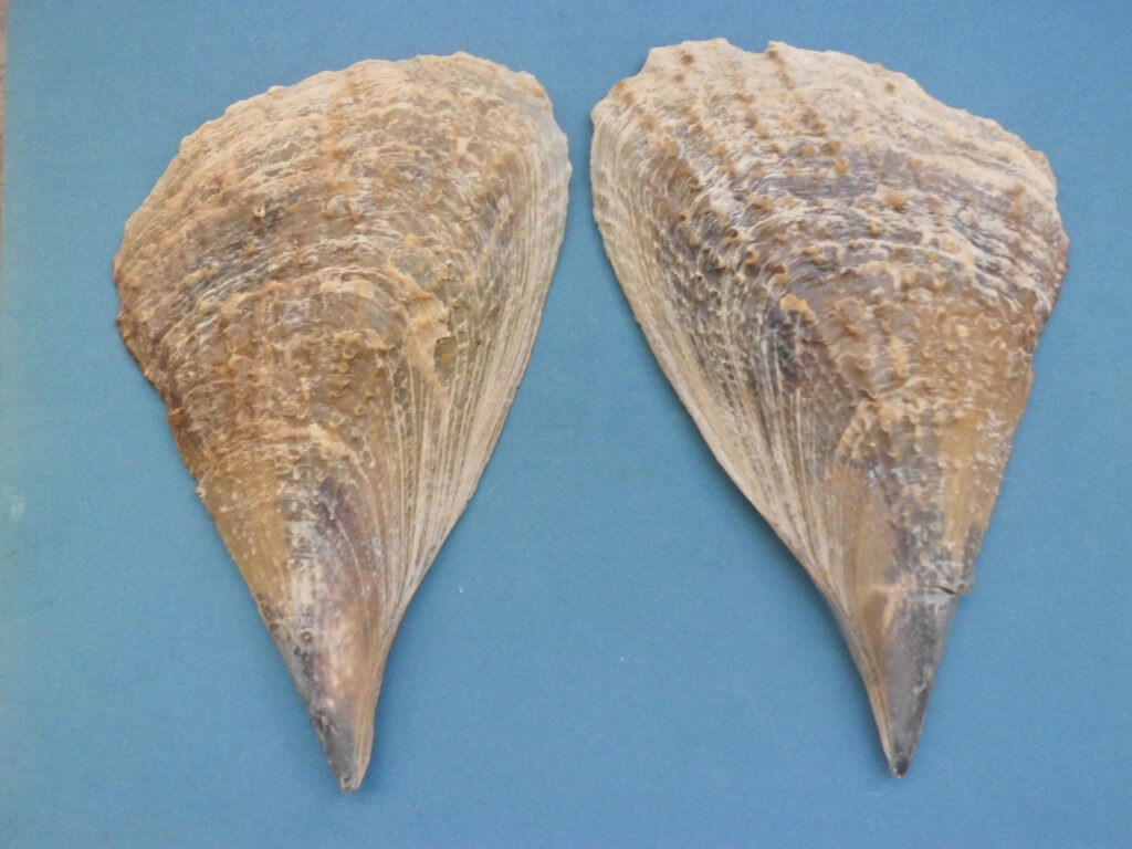 Pair of natural pen shells on smooth blue background showcasing textures and delicate shapes Wallpaper