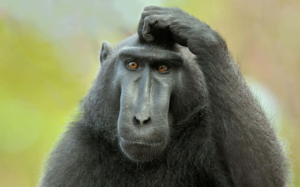 Close-up portrait of a thoughtful baboon with detailed facial features and blurred background wallpaper