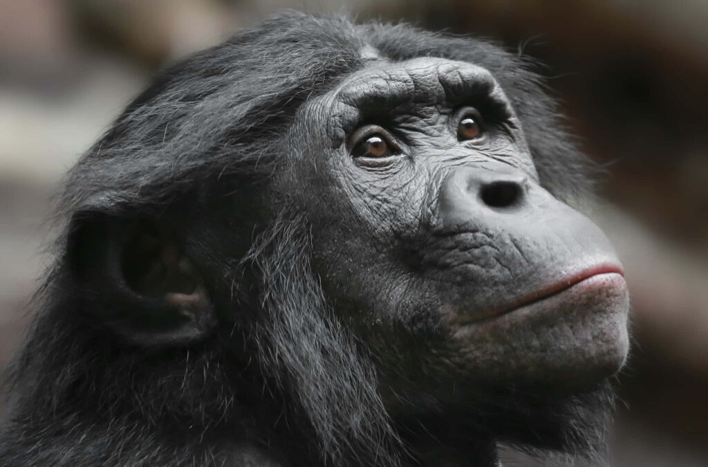 Close-up of a thoughtful bonobo with expressive eyes and detailed fur on a soft blurred background Wallpaper