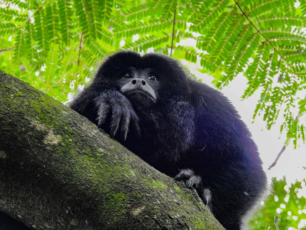 Tranquil Howler Monkey in Lush Greenery Wallpaper Background