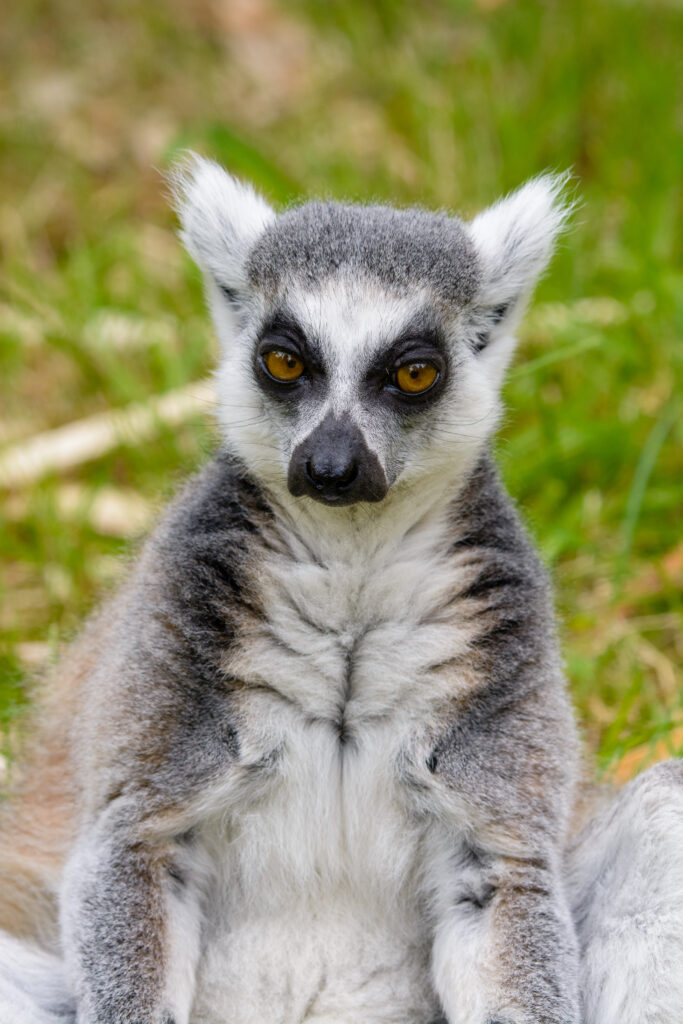 High-Res Lemur Wallpaper: Pensive Gaze & Serene Greenery