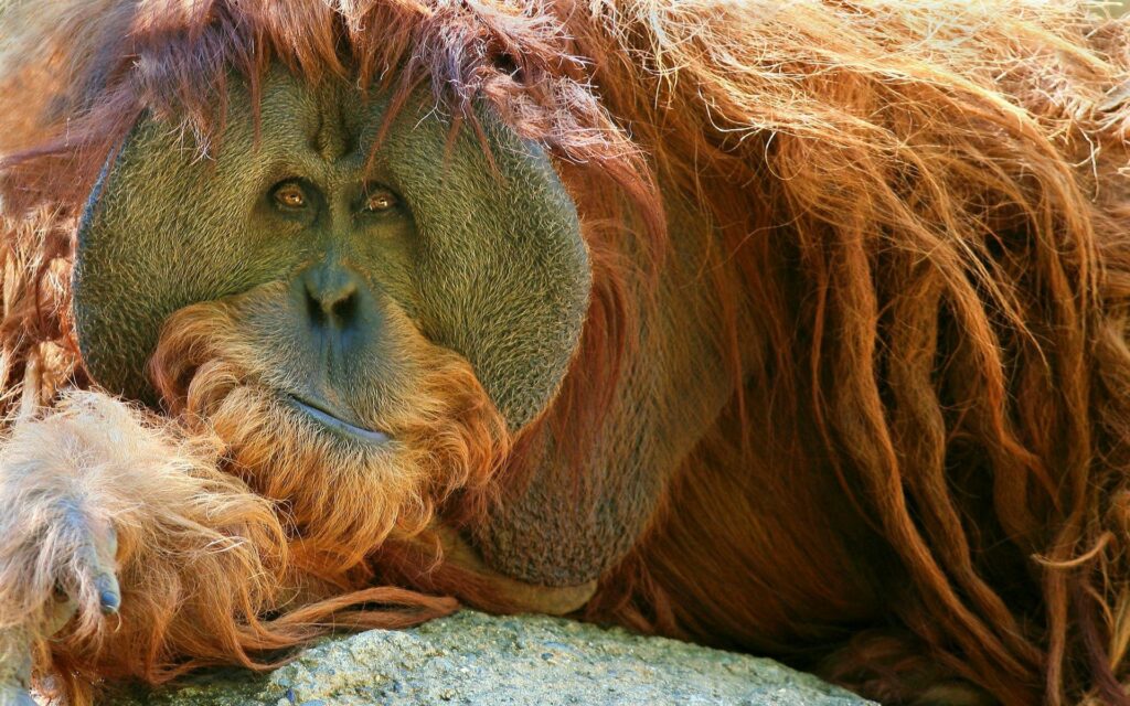 “Pensive Orangutan Close-Up Wallpaper - Calm and Introspective”
