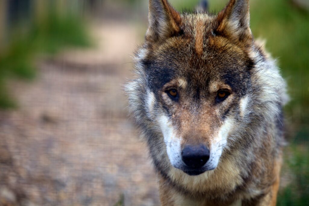 Captivating Wolf Close-Up Wallpaper: Intense Expression & Soft Background