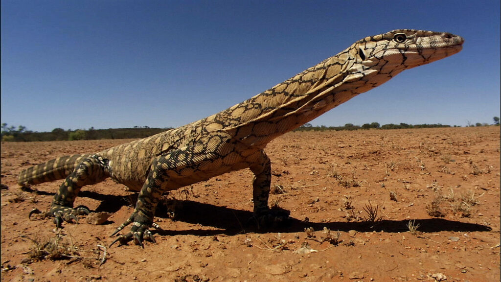 Perentie Monitor Lizard in Arid Australian Landscape Wallpaper