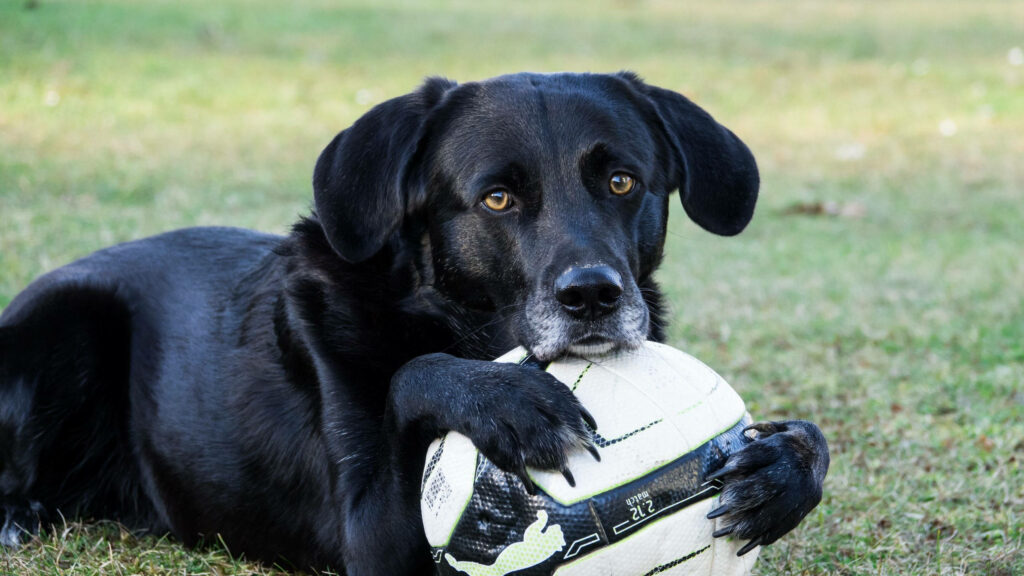 Pawsitively Tenacious: A Playful Pooch Clings on to the Soccer Ball in Stunning 2560x1440 Soccer Background Wallpaper