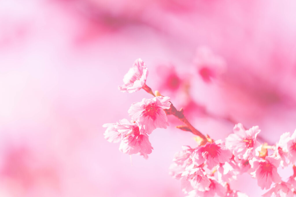 Enchanting Pastel Delight: Blooming Petals in a Dreamlike Pink Atmosphere Wallpaper