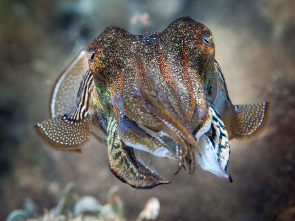 Pharaoh Cuttlefish Close-Up Wallpaper: Vibrant Ocean Background